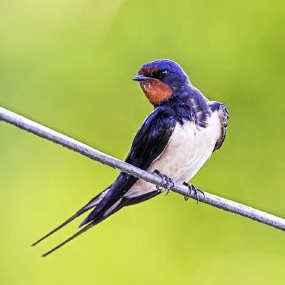 A swallow