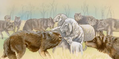 Sheep among wolves