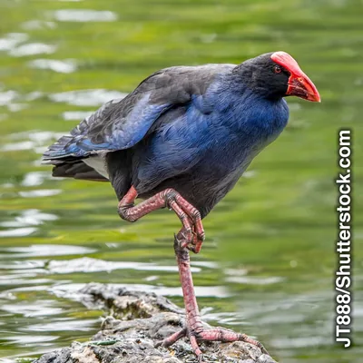 A flightless takahe