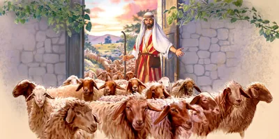 A shepherd opens a door and a large flock of sheep enters into the sheepfold