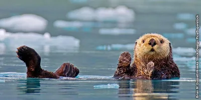 A sea otter