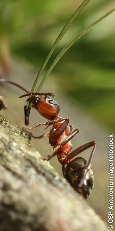 An ant carries foliage in its mouth