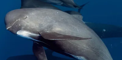 Pilot whales swimming in the ocean.