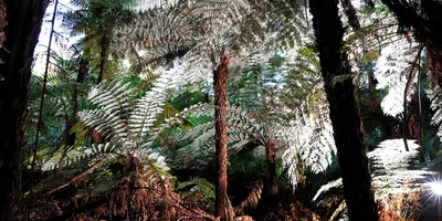 Silver tree ferns