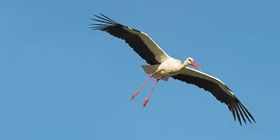 A stork