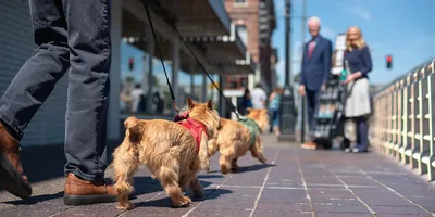 A man walking his two dogs. They approach a Witness couple who are standing next to a literature cart.