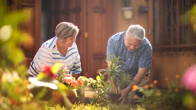An older couple happily gardening together.