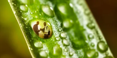 A picture of one of Jehovah’s Witnesses preaching to a man is superimposed on a dewdrop
