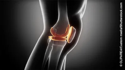 Anatomy of the human knee.