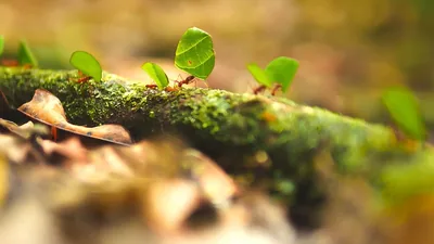 Ants carrying pieces of leaves.