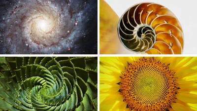 Collage: Spiral patterns found in nature. 1. A galaxy. 2. A nautilus shell. 3. The leaves of a plant. 4. A sunflower.