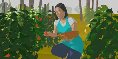 A woman picks fruit
