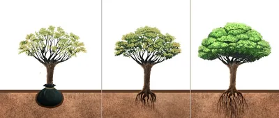 A relocated tree slowly starts to grow new roots