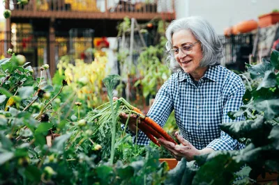 An elderly woman harvesting carrots from a vegetable garden.