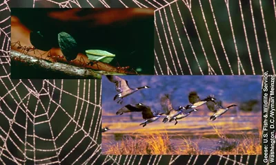 Collage: Jehovah’s creative wisdom. 1. A spider web. 2. A line of ants carry pieces of leaves. 3. A flock of geese fly.