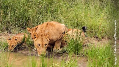 A lioness and her cubs drinking water from a pond.