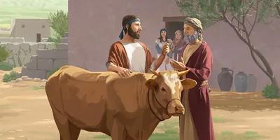 An Israelite man bringing a cow as a bride-price to his future father-in-law.