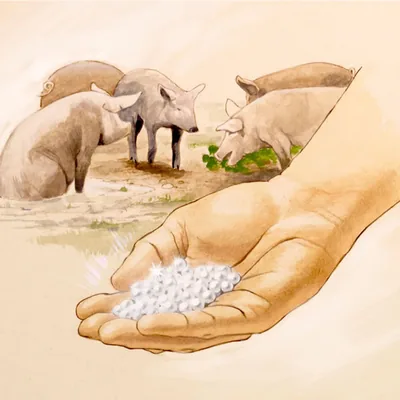 A handful of pearls; pigs are in the background