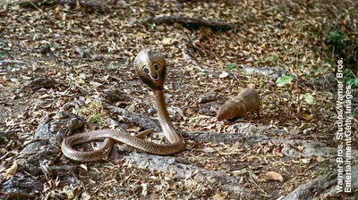 A mongoose facing a cobra.