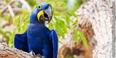A hyacinth macaw