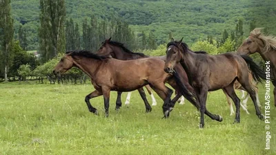 Horses galloping across an open field.