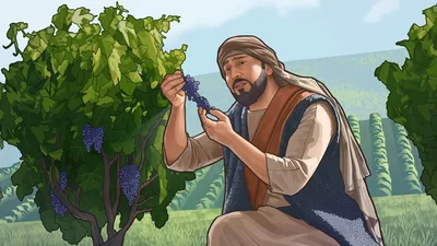 A disappointed farmer examining a cluster of grapes in his vineyard.