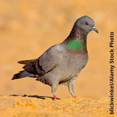Rock pigeon