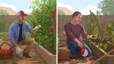 Collage: A man experiencing good days and bad days in his garden. 1. He joyfully harvests healthy tomatoes from his thriving garden. 2. On a different day, he sadly looks at a spoiled tomato from his withering garden.