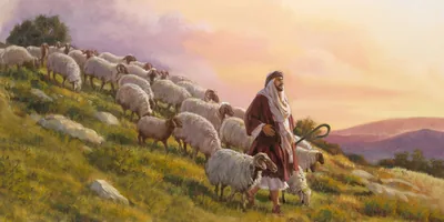 Sheep follow a shepherd down a hillside