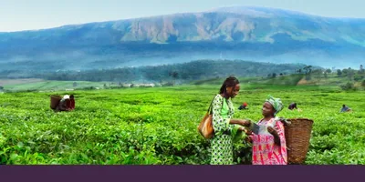 A publisher presents the good news to a tea picker in Cameroon