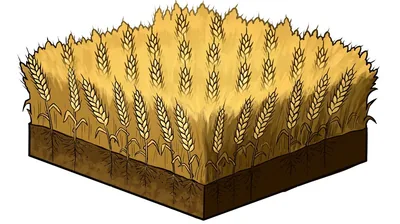 Soil with wheat growing abundantly in it.