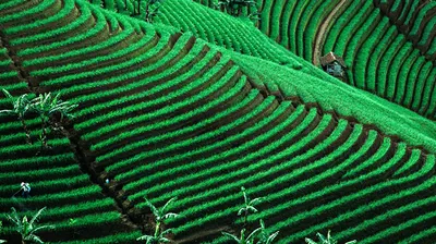 An aerial view of a lush tea plantation on a mountainside.