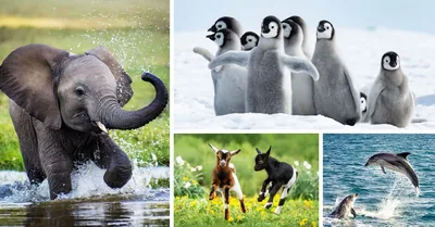 Collage: The playful nature of various animals. 1. A baby elephant frolics in the water. 2. Penguin chicks waddle across the snow. 3. Baby goats playfully jump around in a field. 4. Dolphins propel themselves out of the water.