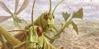 Swarms of locusts