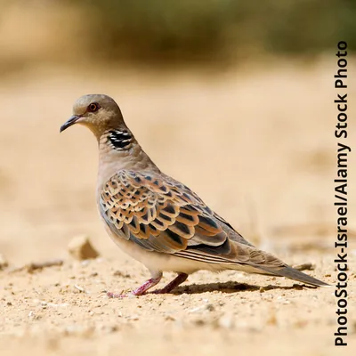 Turtledove